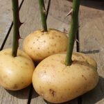 قلمه زدن گل رز با سیب زمینی