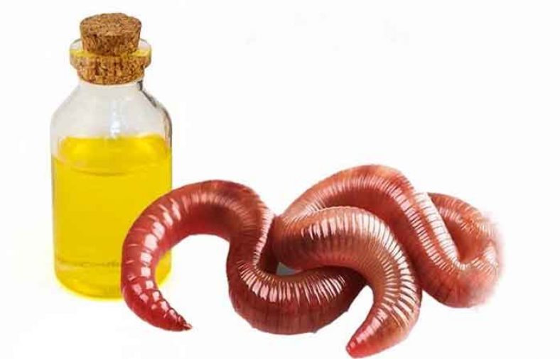 روغن خراطین