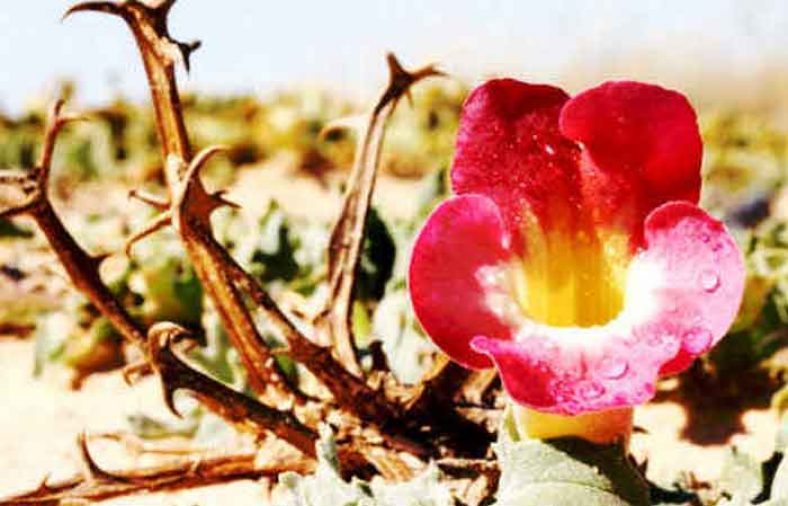 خواص گیاه پنجه شیطان