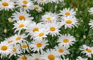 خواص گل مینا