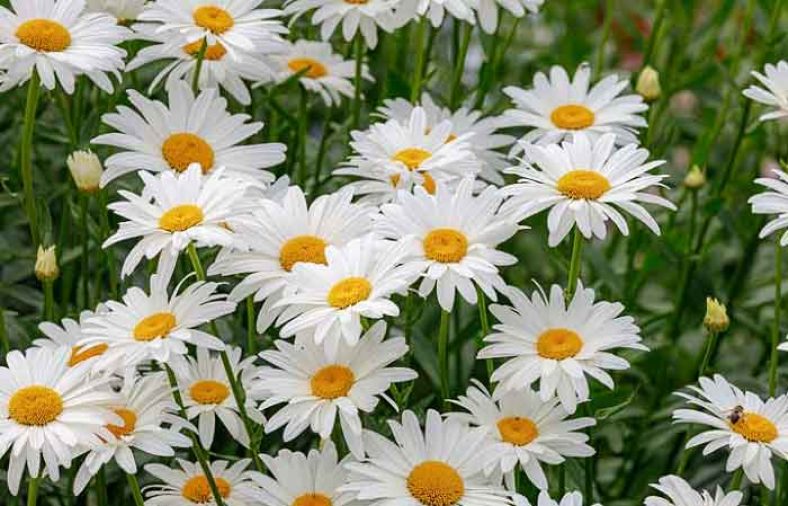 خواص گل مینا