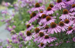 خواص سرخارگل