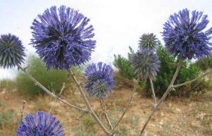 گیاه شکر تیغال