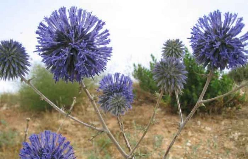گیاه شکر تیغال