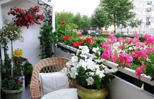 گلهای مخصوص تراس و بالکن