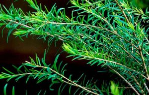 گیاه درخت چای