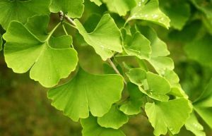 گیاه جینکوبیلوبا