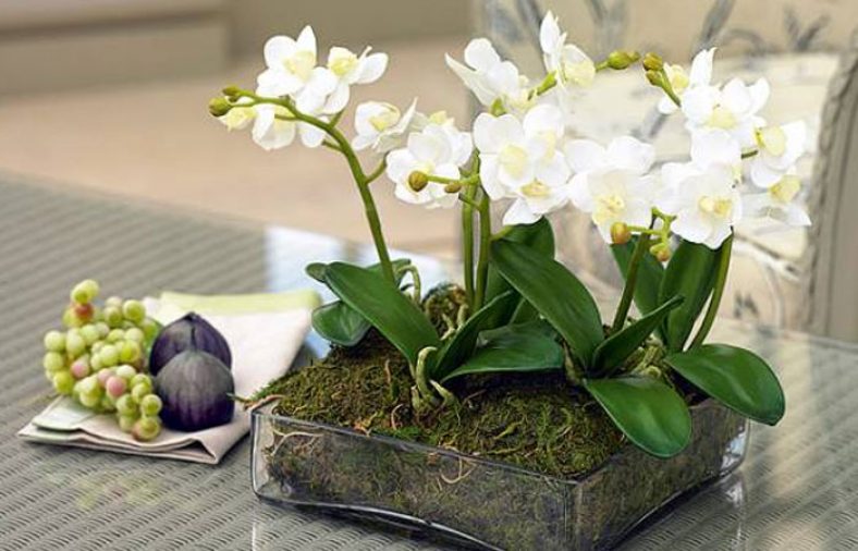 کاشت گل ارکیده
