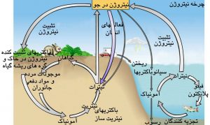 چرخه نیتروژن