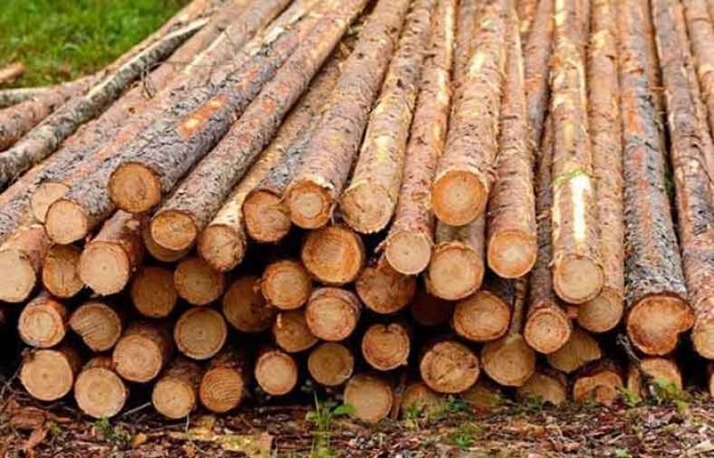 مشخصات چوب روسی