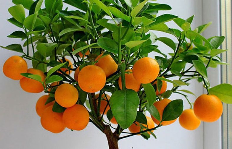 کاشت پرتقال خونی در گلدان