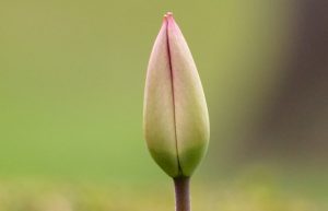 لابیاپلاستی