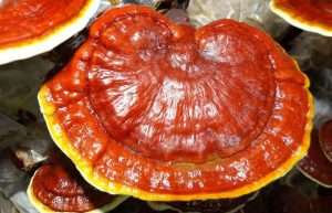 پرورش قارچ گانودرما