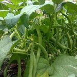 کاشت لوبیا سبز در باغچه
