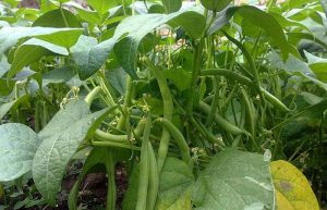 کاشت لوبیا سبز در باغچه