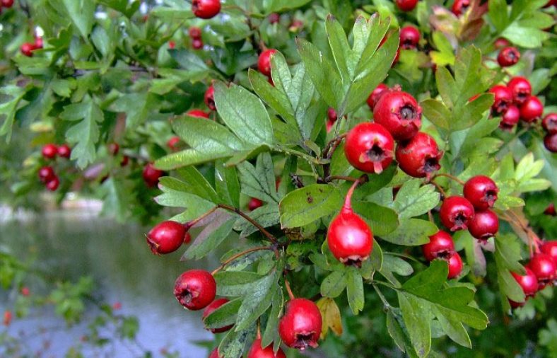 کاشت هسته زالزالک در گلدان