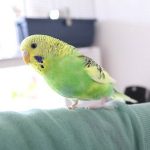 پرورش جوجه مرغ عشق