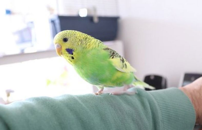 پرورش جوجه مرغ عشق