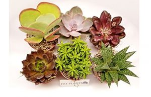 همه چیز درباره انواع گل کاکتوس‌ و گیاهان برگ‌گوشتی