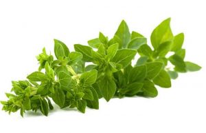 خواص پونه کوهی