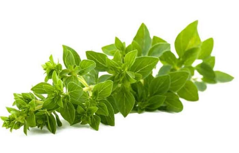 خواص پونه کوهی