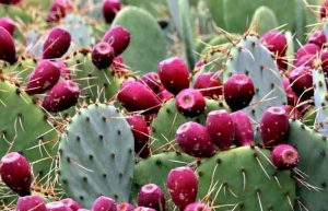 کاکتوس خوراکی