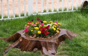 کاشتن گل و گیاه در تنه درختان