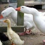 نحوه پرورش غاز خانگی