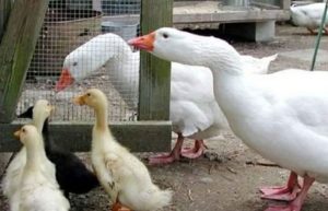 نحوه پرورش غاز خانگی