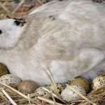پرورش بلدرچین تخم گذار