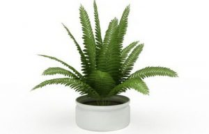 نگهداری و تکثیر گیاه سرخس