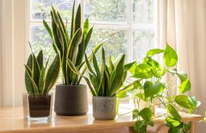 نگهداری از گیاهان آپارتمانی