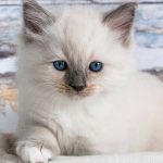 محبوبترین انواع نژاد گربه