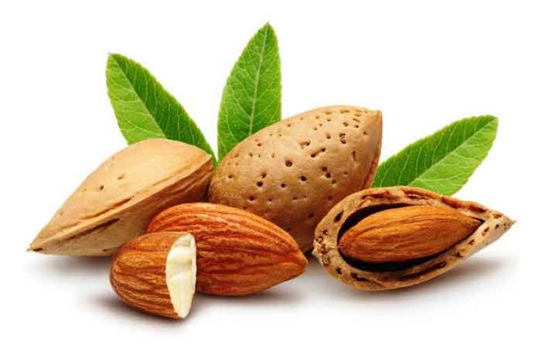 طبع بادام
