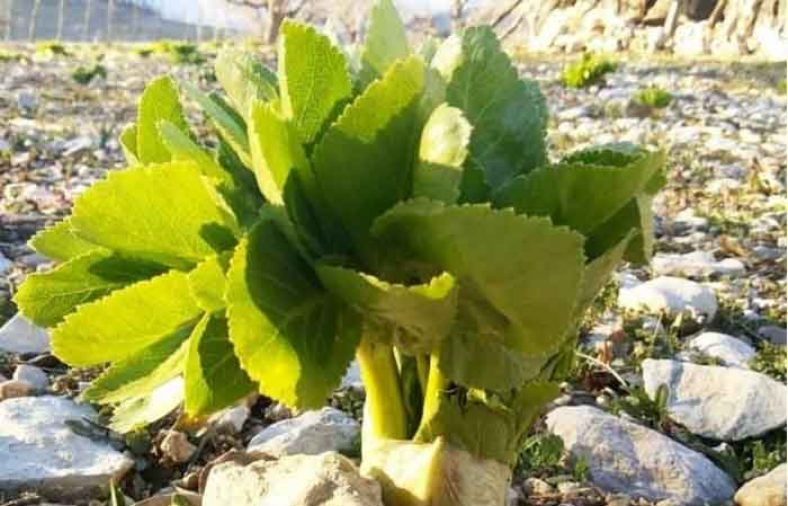 خواص کرفس کوهی