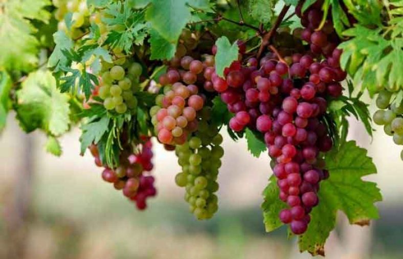 طبع انگور