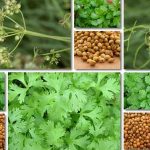 مصرف گشنیز در بارداری