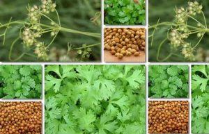 مصرف گشنیز در بارداری