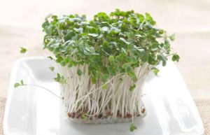 خواص جوانه شبدر