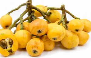 طبع ازگیل