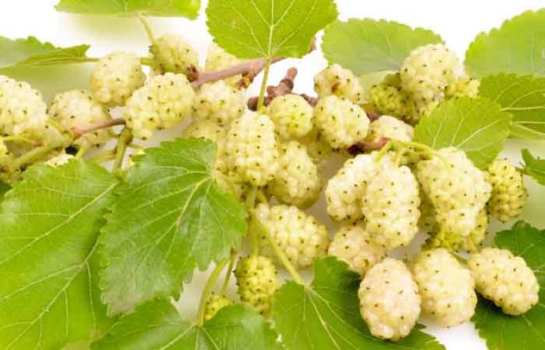 طبع توت سفید