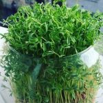 سبزه در تنگ ماهی