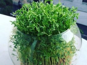 سبزه در تنگ ماهی