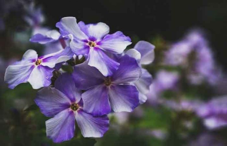 خواص گل گاوزبان