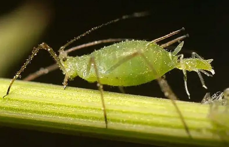 از بین بردن شته گیاهان
