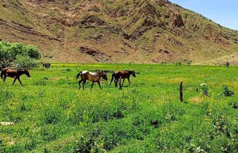 دشت هویج