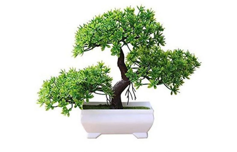 پرورش بونسای