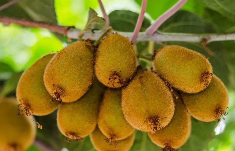 کاشت کیوی
