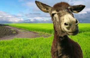 عنبر نسارا برای کیست تخمدان