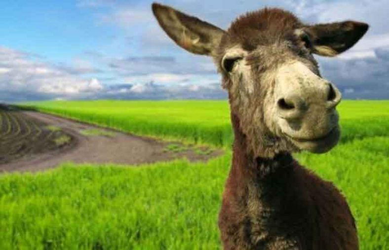 عنبر نسارا برای کیست تخمدان